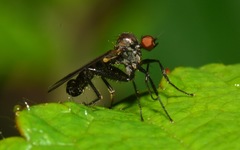 Hybotinae