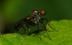 Hybotinae