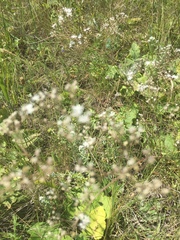 Gypsophila altissima