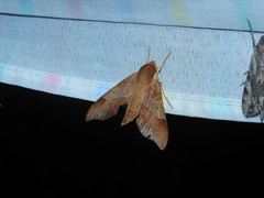 Darapsa myron mexicana