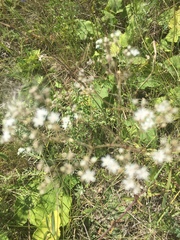 Gypsophila altissima