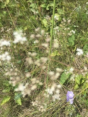 Gypsophila altissima