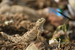 Calotes versicolor