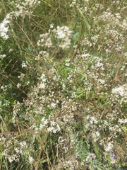 Gypsophila altissima