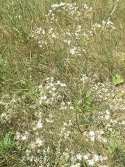 Gypsophila altissima