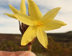 Bobartia robusta