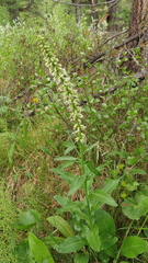 Macropodium nivale