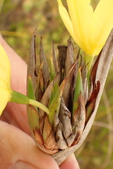Bobartia robusta