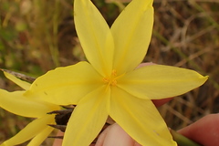 Bobartia robusta