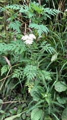 Achillea millefolium