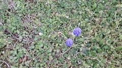 Muscari