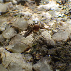 Aedes canadensis canadensis