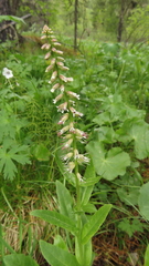 Macropodium nivale