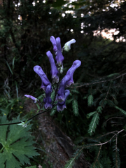 Aconitum moldavicum