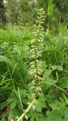 Macropodium nivale