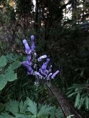Aconitum moldavicum