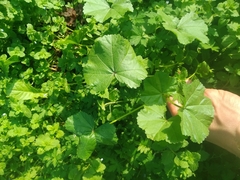 Malva pusilla