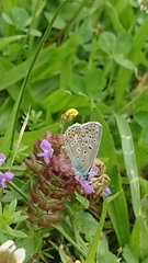 Polyommatus icarus