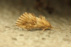 Cynaeda dentalis