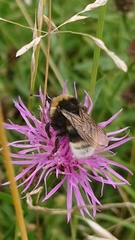 Bombus