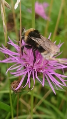 Bombus