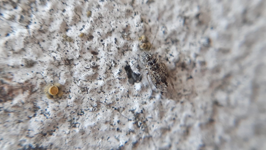 Ptycta nadleri