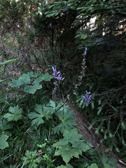 Aconitum moldavicum