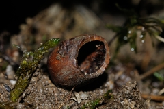 Muscardinus avellanarius