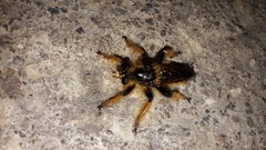 Pogonosoma maroccanum