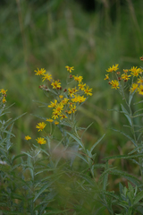 Jacobaea paludosa lanata