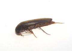 Serropalpus