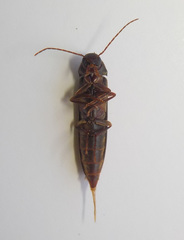 Serropalpus