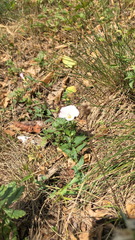 Convolvulus arvensis