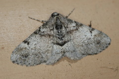Syneora adelphodes