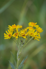 Jacobaea paludosa lanata