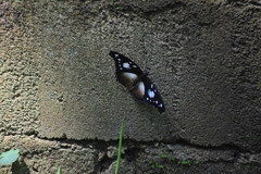 Hypolimnas dinarcha