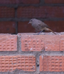 Phoenicurus ochruros