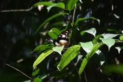 Hypolimnas dinarcha