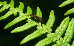 Hybotinae