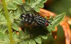 Brachicoma devia