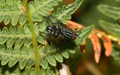 Brachicoma devia
