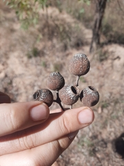 Corymbia setosa