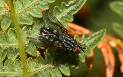 Brachicoma devia