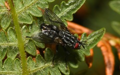 Brachicoma devia