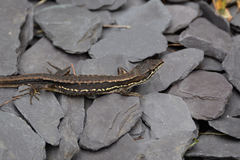 Takydromus tachydromoides