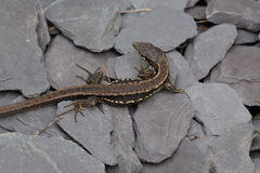 Takydromus tachydromoides