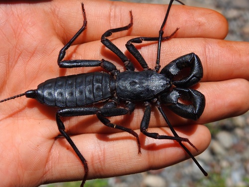 Mastigoproctus cinteotl