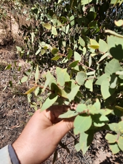 Corymbia setosa
