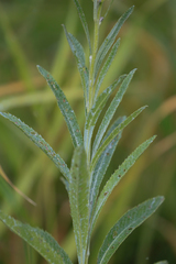 Jacobaea paludosa lanata