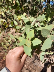 Corymbia setosa